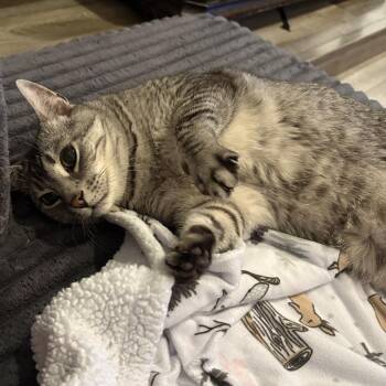 Jameson (Jamie) -  Domestic Short Hair Cat for Adoption in Las Vegas, Nevada - Jameson (Jamie) | PetCurious