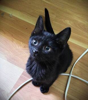 Rescue Domestic Short Hair Cats for Adoption in Ottawa Hills, Ohio - Max | PetCurious