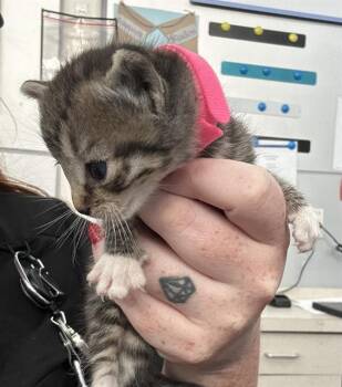 Rescue Domestic Short Hair Cats for Adoption in Dallas, Texas - CHLOE | PetCurious