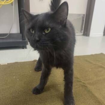 Domestic Long Hair Cats Available for Adoption in Ballston Spa, New York - Travis | PetCurious