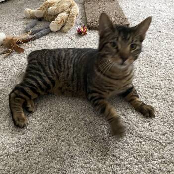 American Bobtail Cats Available for Adoption - Bob | PetCurious