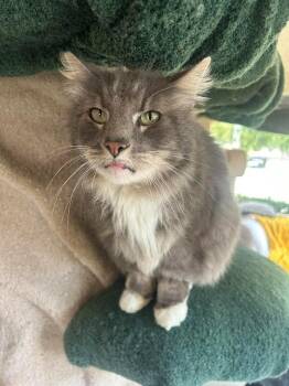 Domestic Medium Hair Cats Available for Adoption in Los Angeles, California - Mounds | PetCurious