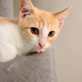 Honey -  American Shorthair Cat for Adoption in Helena, Alabama - Honey | PetCurious