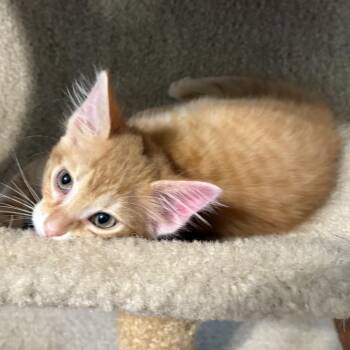 Archie -  Domestic Medium Hair Cat for Adoption in Springfield, Illinois - Archie | PetCurious