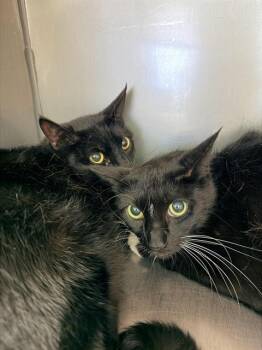 Domestic Short Hair Cats Available for Adoption in Santa Cruz, California - BOOTSIE | PetCurious