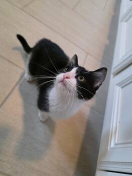 Gilly -  Domestic Short Hair Cat for Adoption in Buford, Georgia - Gilly | PetCurious