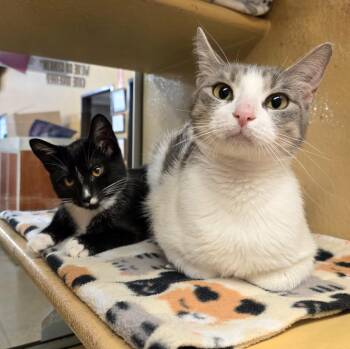 Fiona and Princess -  Domestic Short Hair Cat for Adoption in Mayfield, New York - Fiona And Princess | PetCurious