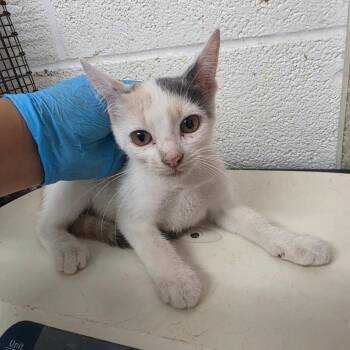 Sharon -  Domestic Short Hair Cat for Adoption in Edinburg, Texas - Sharon | PetCurious