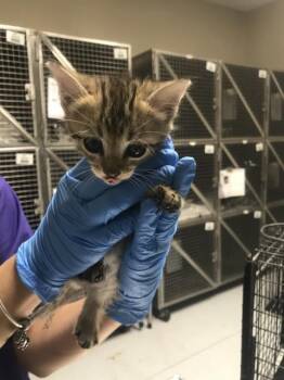 A428971 -  Domestic Short Hair Cat for Adoption in Conroe, Texas - A428971 | PetCurious