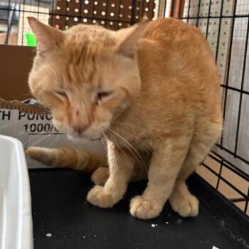 Tang -  Domestic Short Hair Cat for Adoption in Los Angeles, California - Tang | PetCurious