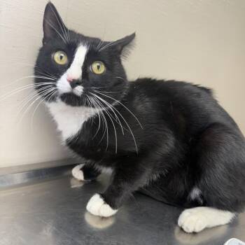 Domestic Short Hair Cats Available for Adoption - Oswald | PetCurious