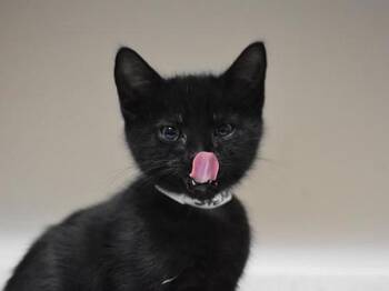 Stefan -  Domestic Short Hair Cat for Adoption in Portland, Oregon - Stefan | PetCurious