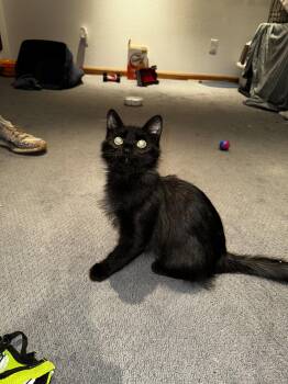 Dancer -  Domestic Medium Hair Cat for Adoption in Denver, Colorado - Dancer | PetCurious