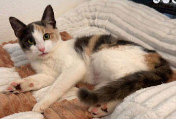 Rescue Domestic Short Hair Cats for Adoption in Fort Worth, Texas - Trixie | PetCurious