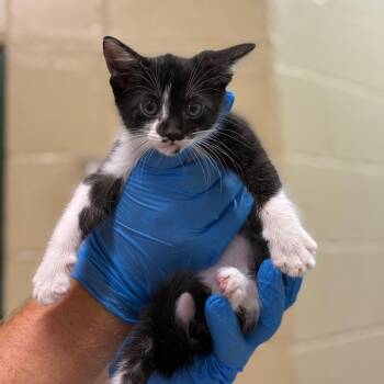 Domestic Short Hair Cats Available for Adoption in Lucedale, Mississippi - HOUDINI | PetCurious