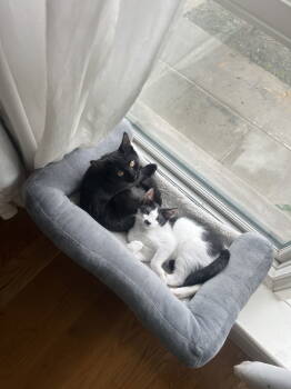 Rescue Domestic Short Hair Cats for Adoption - Musique And Zing | PetCurious