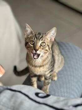 Rescue Domestic Short Hair Cats for Adoption in Quail Heights, Florida - Aloe | PetCurious