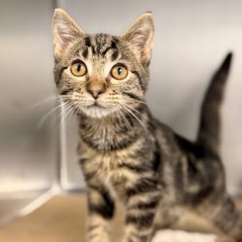 Nickolas -  Domestic Short Hair Cat for Adoption in Stafford Township, New Jersey - Nickolas | PetCurious