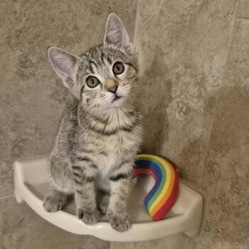 Shenanigan -  Domestic Short Hair Cat for Adoption in Tucson, Arizona - Shenanigan | PetCurious