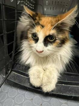 Maine Coon and Domestic Long Hair Cats Available for Adoption in Pacifica, California - Dr. | PetCurious