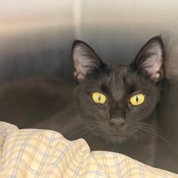 Domestic Short Hair Cats Available for Adoption in Madisonville, Tennessee - Amber | PetCurious