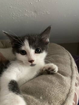 Rescue Domestic Short Hair Cats for Adoption in Jeffersontown, Kentucky - Rawlings | PetCurious