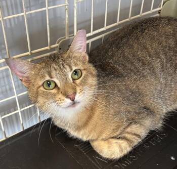 Torbie and Domestic Short Hair Cats Available for Adoption in Georgetown, Kentucky - Emma | PetCurious