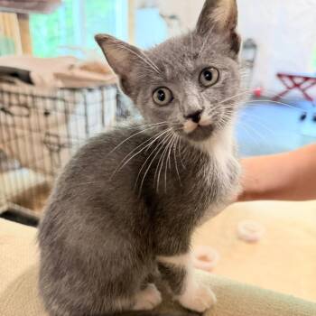 Soul Water -  Domestic Short Hair Cat for Adoption in Fredericksburg, Virginia - Soul Water | PetCurious