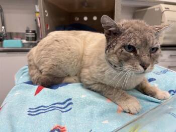 Domestic Short Hair Cats Available for Adoption in Antioch, California - GRAND CANYON | PetCurious