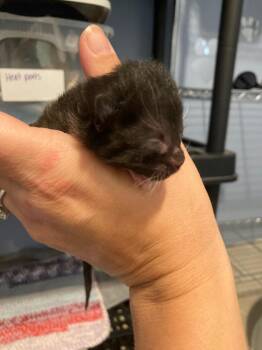 Domestic Short Hair Cats Available for Adoption in Arthur, Ontario - Sunflower | PetCurious