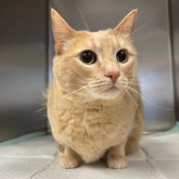 Domestic Short Hair Cats Available for Adoption in Durango, Colorado - Honey | PetCurious