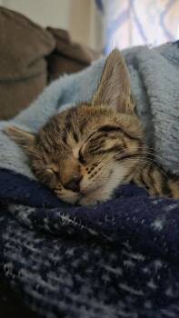 Rescue Tabby Cats for Adoption in Norwich, Connecticut - Woodstock | PetCurious