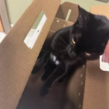 Domestic Short Hair Cats Available for Adoption - Whip It | PetCurious