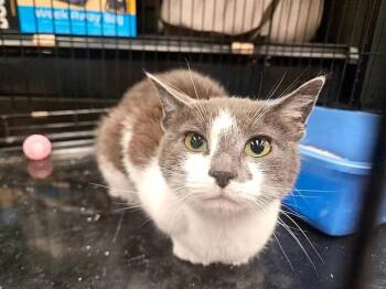 Toe -  Domestic Short Hair Cat for Adoption in Calgary, Alberta - Toe | PetCurious