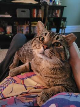 Big Tom -  Domestic Short Hair Cat for Adoption in Toronto, Ontario - Big Tom | PetCurious