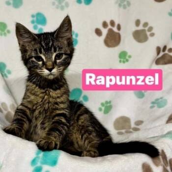 Rapunzel -  Domestic Short Hair Cat for Adoption in South Elgin, Illinois - Rapunzel | PetCurious