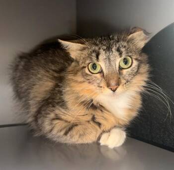 ZOE -  Domestic Medium Hair Cat for Adoption in Leesburg, Virginia - ZOE | PetCurious