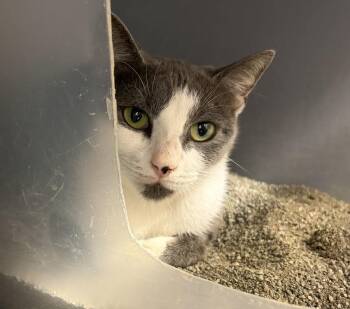 Trudy -  Domestic Short Hair Cat for Adoption in St. Cloud, Florida - Trudy | PetCurious