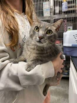 Mr. Grey -  Domestic Short Hair Cat for Adoption in Bowling Green, Kentucky - Mr. Grey | PetCurious