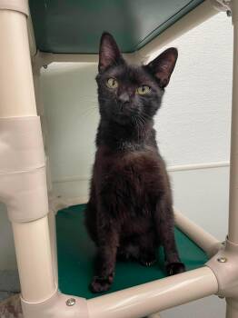 Johnny -  Domestic Short Hair Cat for Adoption in Rochester, New Hampshire - Johnny | PetCurious