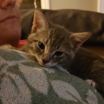 Tinker -  Domestic Short Hair Cat for Adoption in Germantown, Maryland - Tinker | PetCurious