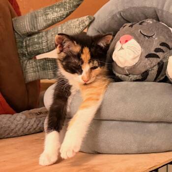 Jolene -  Calico Cat for Adoption in Honeoye, New York - Jolene | PetCurious