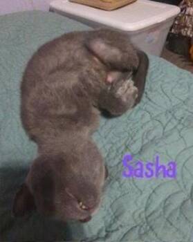 Sasha -  Russian Blue and Domestic Short Hair Cat for Adoption in Ruskin, Florida - Sasha | PetCurious