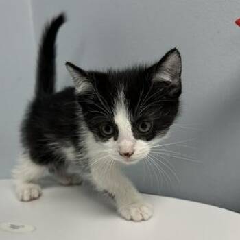 Optimus Prime -  Domestic Short Hair Cat for Adoption in Indianapolis, Indiana - Optimus Prime | PetCurious
