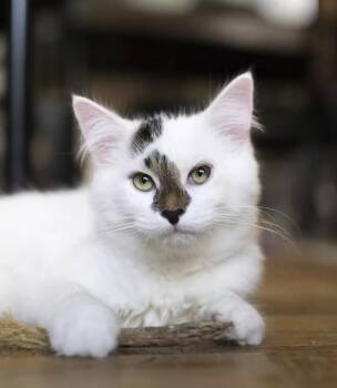 Habanero -  Domestic Medium Hair Cat for Adoption in Montreal, Quebec - Habanero | PetCurious