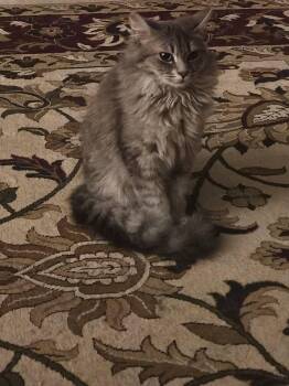 American Shorthair Cats Available for Adoption in Roanoke, Alabama - Jeannie | PetCurious