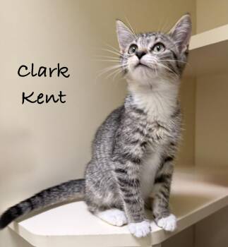 Clark Kent -  Domestic Short Hair Cat for Adoption in Pawleys Island, South Carolina - Clark Kent | PetCurious