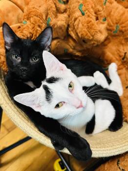 Purrrfect Maddie and Carey -  Domestic Short Hair and Bombay Cat for Adoption in Burlington, North Carolina - Purrrfect Maddie And Carey | PetCurious