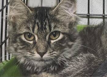 Green Bean -  Domestic Long Hair Cat for Adoption in Fort Madison, Iowa - Green Bean | PetCurious