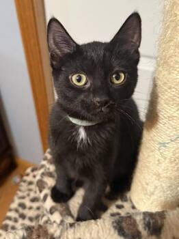 Torey (26-082 C) -  Domestic Short Hair Cat for Adoption in Lansing, Michigan - Torey (26-082 C) | PetCurious